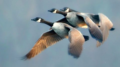 Canada Geese by Kim Caruso/Project FeederWatch.
