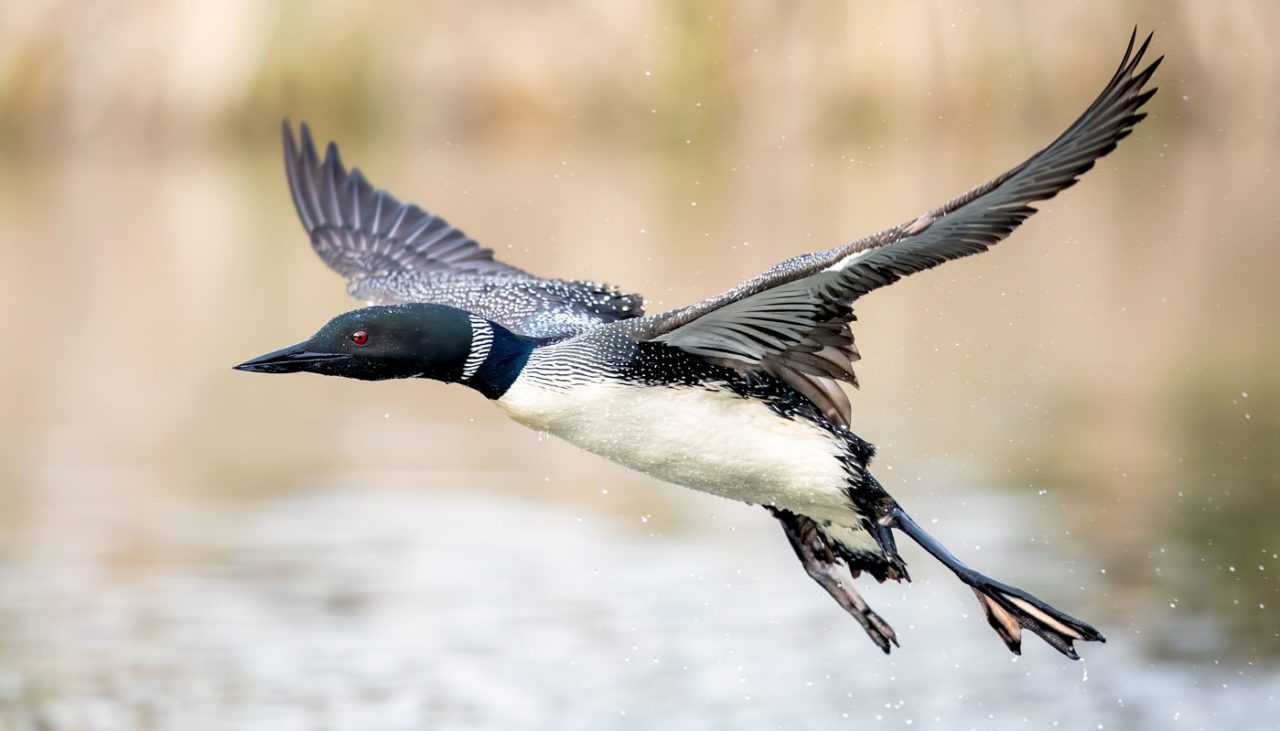 Common Loon by Brad Imhoff/Macaulay Library