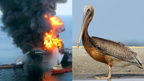 Deepwater on fire by US Coast Guard. Oiled Brown Pelican in 2019, photo by Gerrit Vyn.