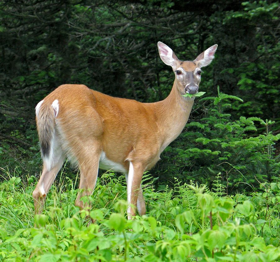 Abundant white-tailed deer populations have degraded ecosystems by munching on the understory, to the detriment of many forest-dwelling birds. Photo by Christina Richards/Shutterstock.