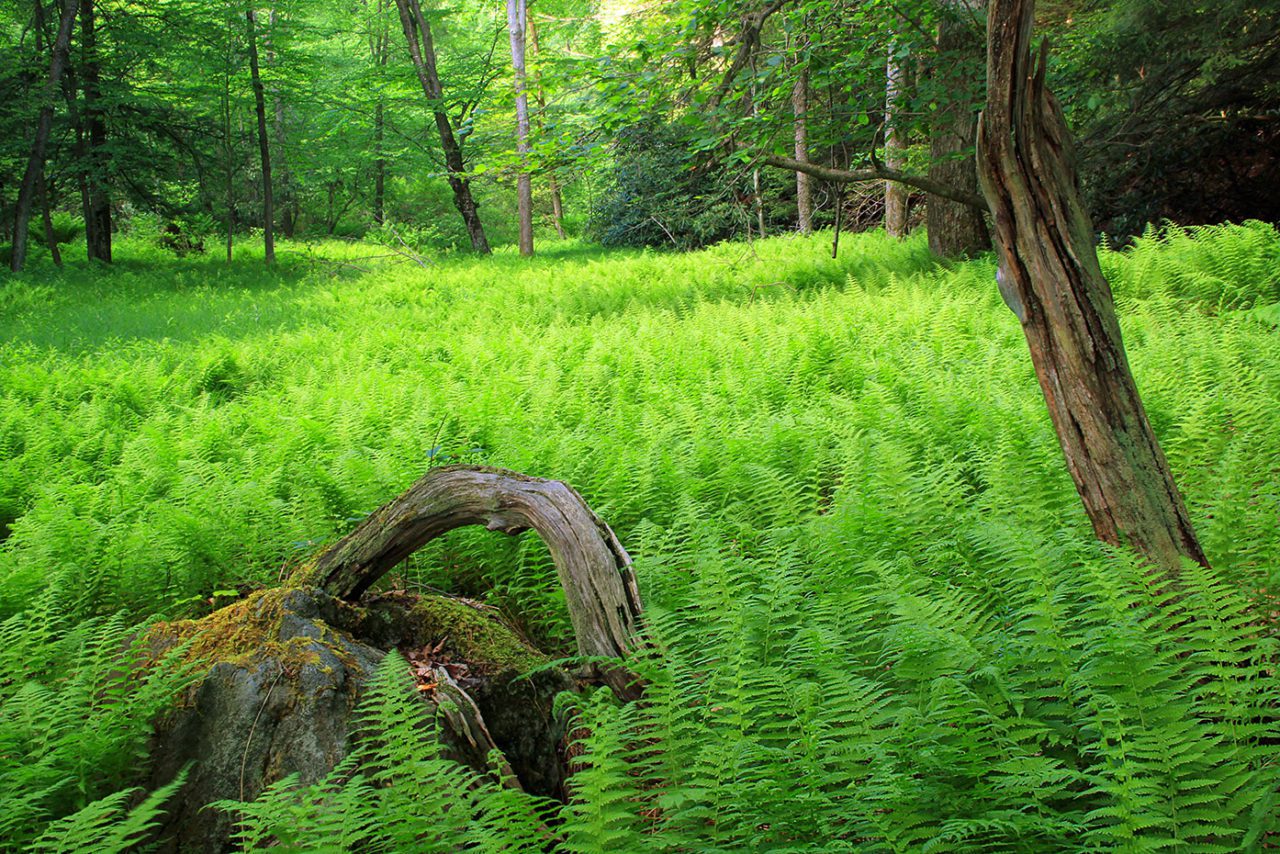 A carpet of hay-scented fern, one of the few plants deer won’t eat, indicates a lack of plant diversity, and points to high deer numbers. Photo by Nicholas Tonelli/Creative Commons.