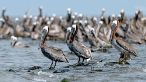 Louisiana’s barrier islands took direct hits from multiple oil slicks during the Deepwater Horizon disaster in 2010. Penalties paid by the companies responsible for the spill have funded habitat restoration efforts, and today Brown Pelicans are successfully nesting in restored areas. Photo by Amy Shutt.