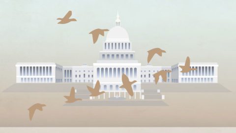 Bird Agenda featured image-capital and birds