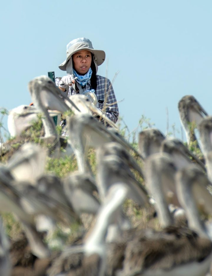 University of Louisiana at Lafayette PhD researcher Juita Martinez scans for banded pelicans for research on Queen Bess Island in June 2020. Thanks to habitat restoration efforts, the island’s pelican colony has rebounded from the Deepwater Horizon oil spill. Photo by Amy Shutt.