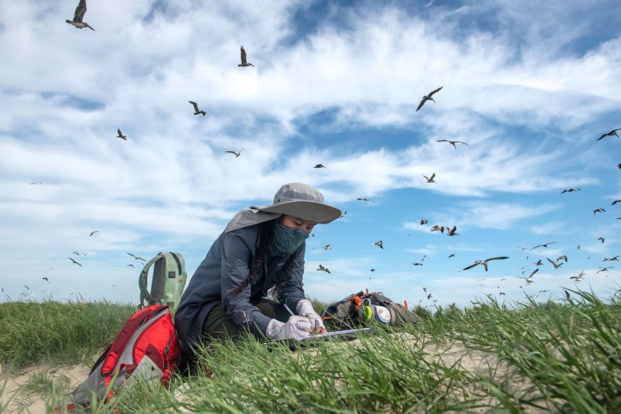 Martinez’s research shows that pelican colonies on islands that received restoration work are producing more fledglings than colonies on unrestored islands. Photo by Amy Shutt.