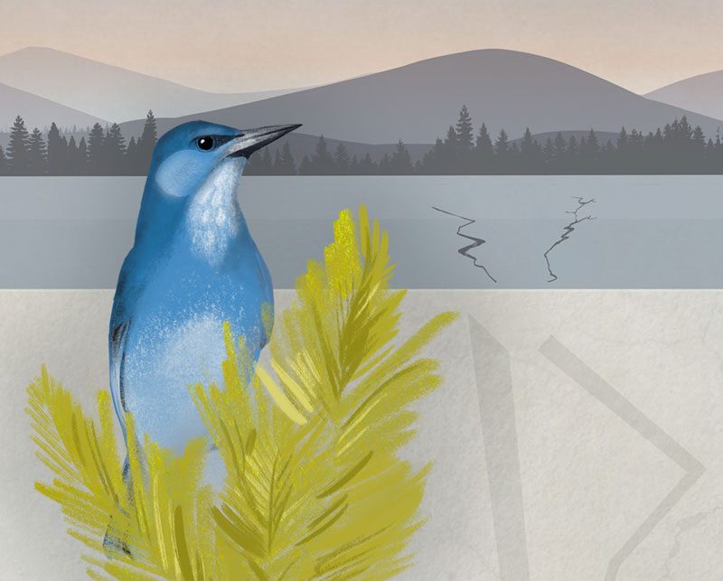 Pinyon Jays are in steep decline (4 in 5 lost since 1970) and will be highly affected by the loss of protected habitat on public lands. Illustration by Jillian Ditner.