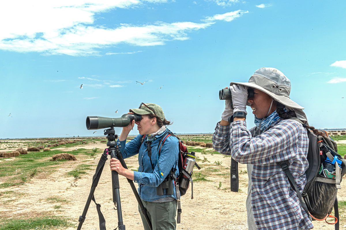 University of Louisiana at Lafayette PhD researchers Paige Byerly and Juita Martinez made several visits to Gulf barrier islands in spring 2020 to monitor the nesting success of several bird species. Photo by Amy Shutt.