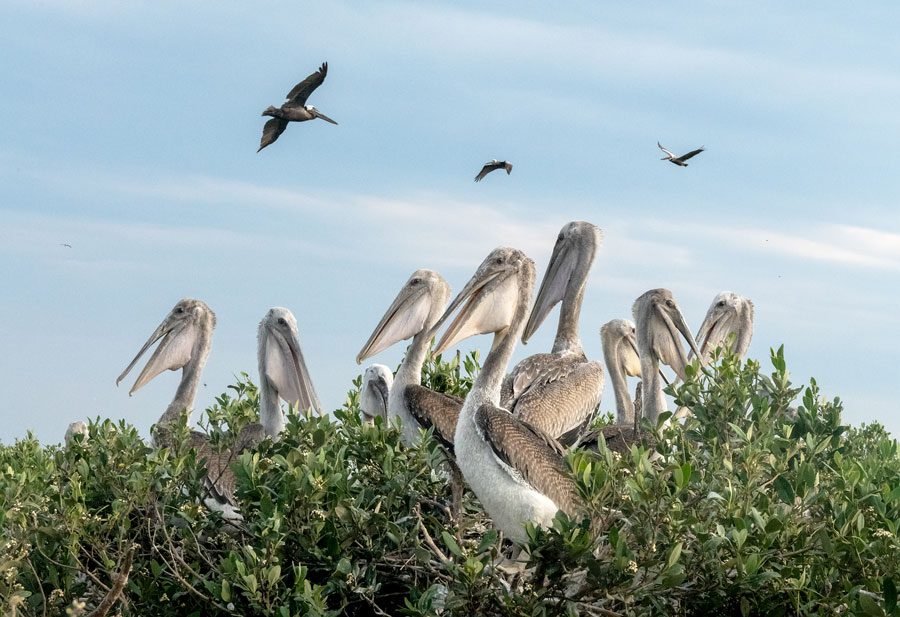 Pelicans flourish in restored habitat in the Gulf. If another event like Deepwater happens, funds to restore habitat and aid conservation may not be available. Photo by Amy Shutt.