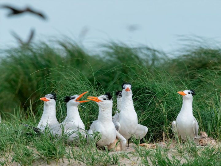 In June 2020, a new generation of Royal Terns on Raccoon Island successfully fledged, the beneficiaries of millions of dollars of restoration work to rebuild the sandy dunes. Photo by Amy Shutt.