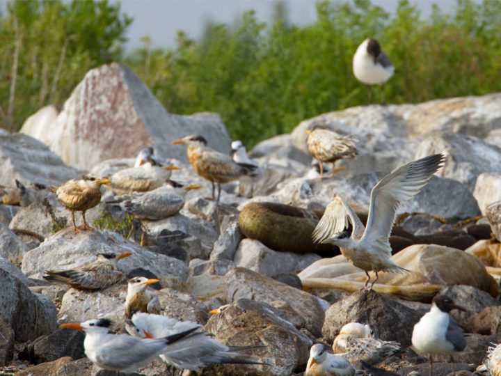 Ten years ago, Royal Tern fledglings in a nesting colony on Queen Bess Island were too oiled to fly out to sea and search for food. Photo by Gerrit Vyn.