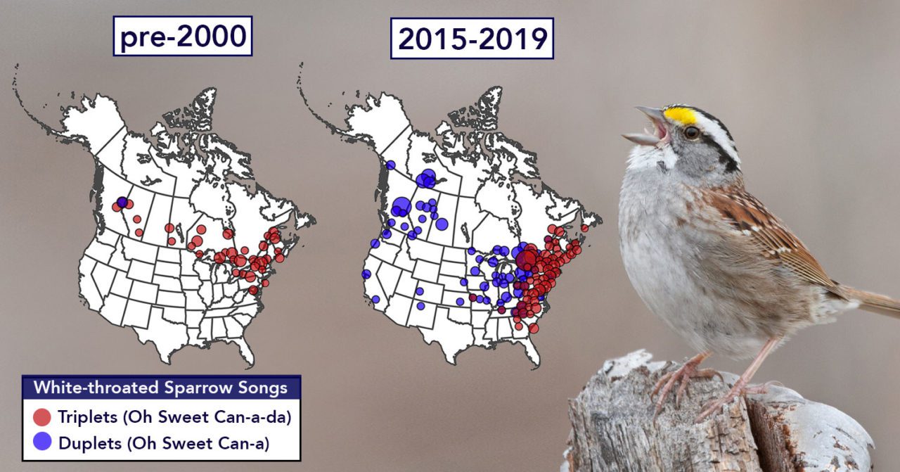White-throated Sparrow song change 2000-2019, White-throated Sparrow by Daniel Cadieux.