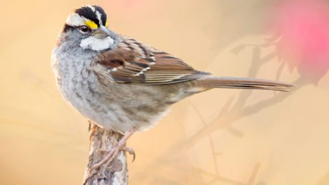 White-throated Sparrow. Photo by Ray Hennessy.