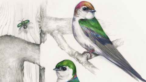 Violet-green Swallows at Home. Art by Jen Lobo.