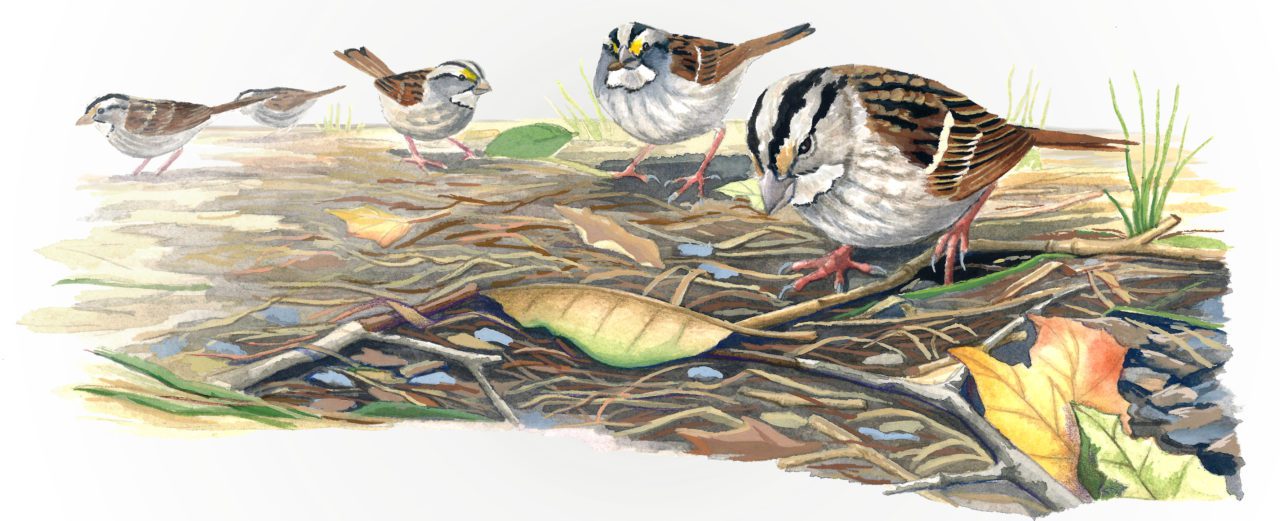 White-throated Sparrows foraging, illustration by Jessica French