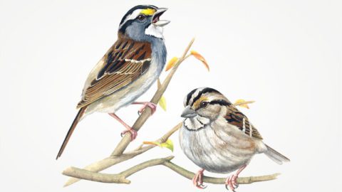 White-throated Sparrows foraging, illustration by Jessica French