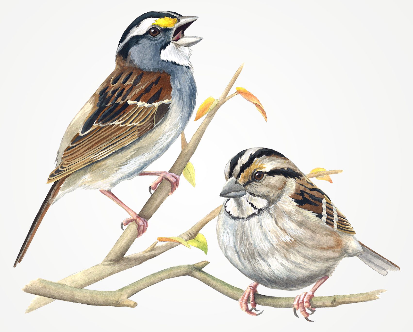 White-throated Sparrows, illustration by Jessica French