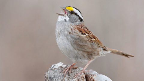 White-throated Sparrow by Daniel Cadieux.