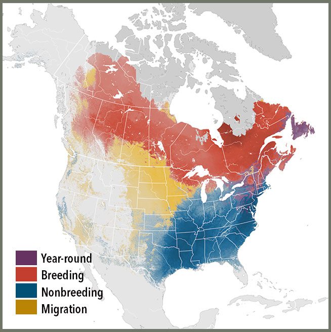 White-throated Sparrow abundance map from eBird.