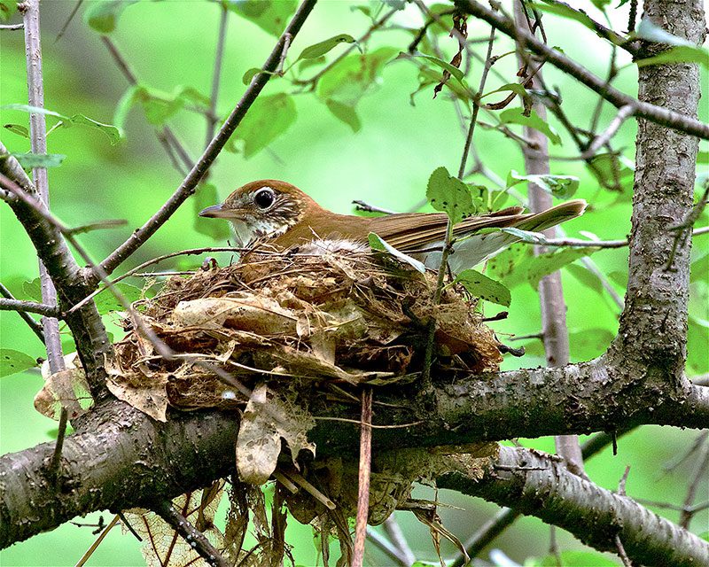 Wood Thrush is one of the species showing the biggest declines in forests that are overbrowsed by deer. Photo by Jack & Holly Bartholmai/Macaulay Library.