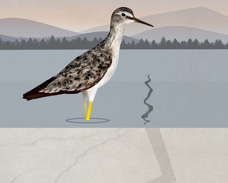 Lesser Yellowlegs (1 in 2 lost since 1970) is a species that can be impacted by federal construction projects that drain wetlands. Illustration by Jillian Ditner.