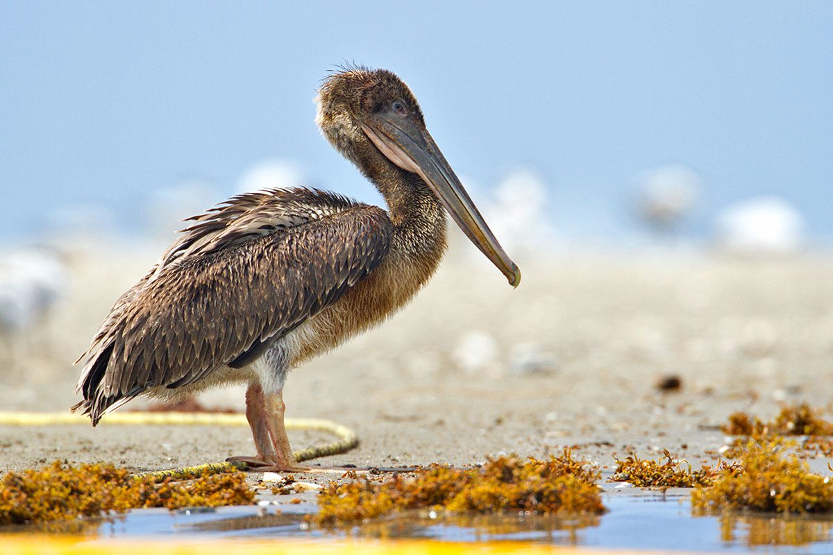 Scenes from 2010: An oiled and emaciated young Brown Pelican on Raccoon Island. Photo by Gerrit Vyn, on assignment in 2010.