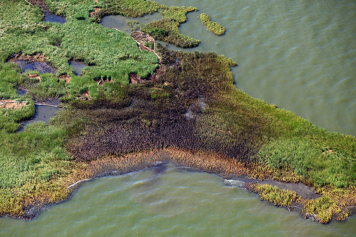 Scenes from 2010: An oil-covered barrier island in Louisiana’s Barataria Bay. Photo by Gerrit Vyn, on assignment in 2010 documenting the Deepwater Horizon oil spill damage to birds and habitat for the Cornell Lab of Ornithology’s conservation media program.