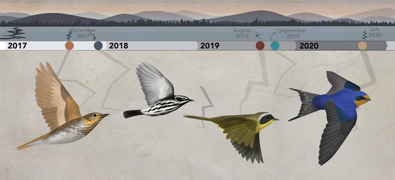 More than 100 bird species already suffering steep population declines will face higher mortality risks due to the weakening of the Migratory Bird Treaty Act, including (clockwise from top left) Black-and-white Warbler (1 in 4 lost since 1970), Common Yellowthroat (1 in 4 lost), Barn Swallow (2 in 5 lost), and Swainson’s Thrush (1 in 4 lost). Illustrations by Jillian Ditner