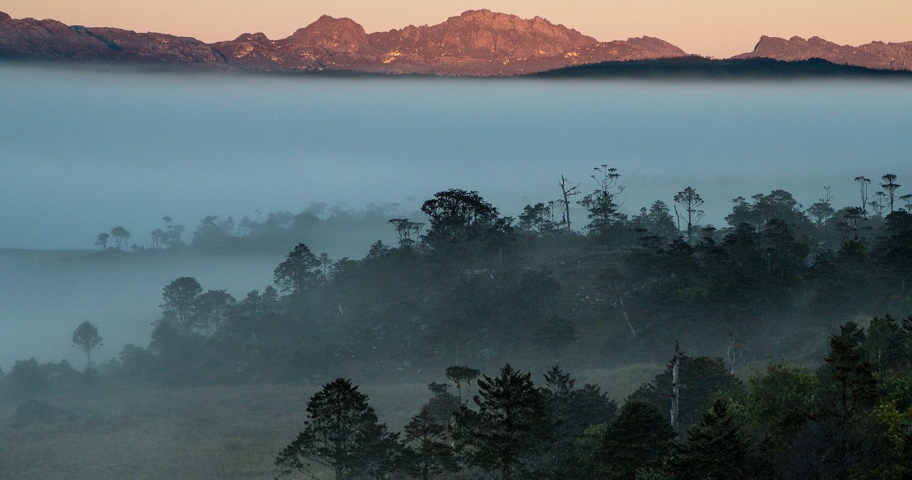 The high peaks of the Jayawijaya Mountains rise above dense forest. Photo by Tim Laman.