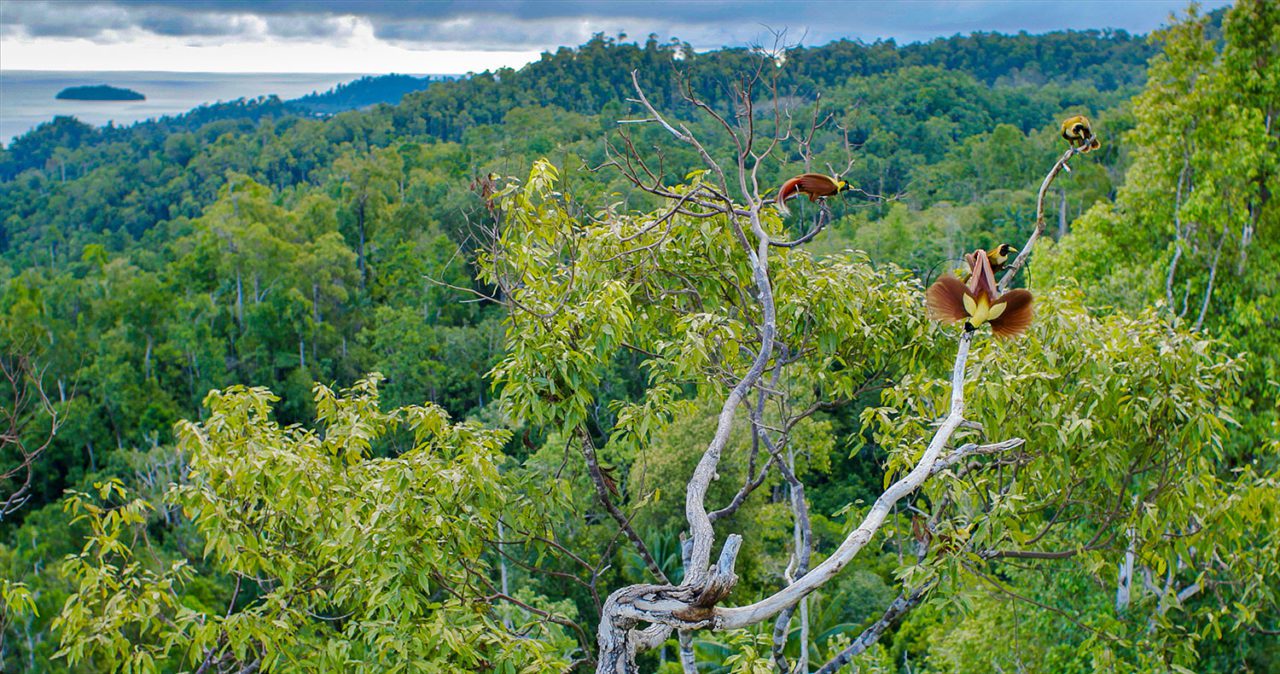 Red Birds-of-Paradise dance in the treetops for their breeding displays. Photo by Tim Laman.