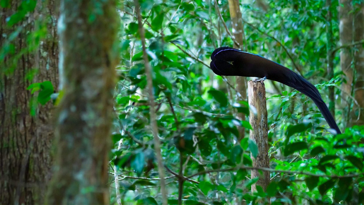 A Black Sicklebill. Photo by Tim Laman.