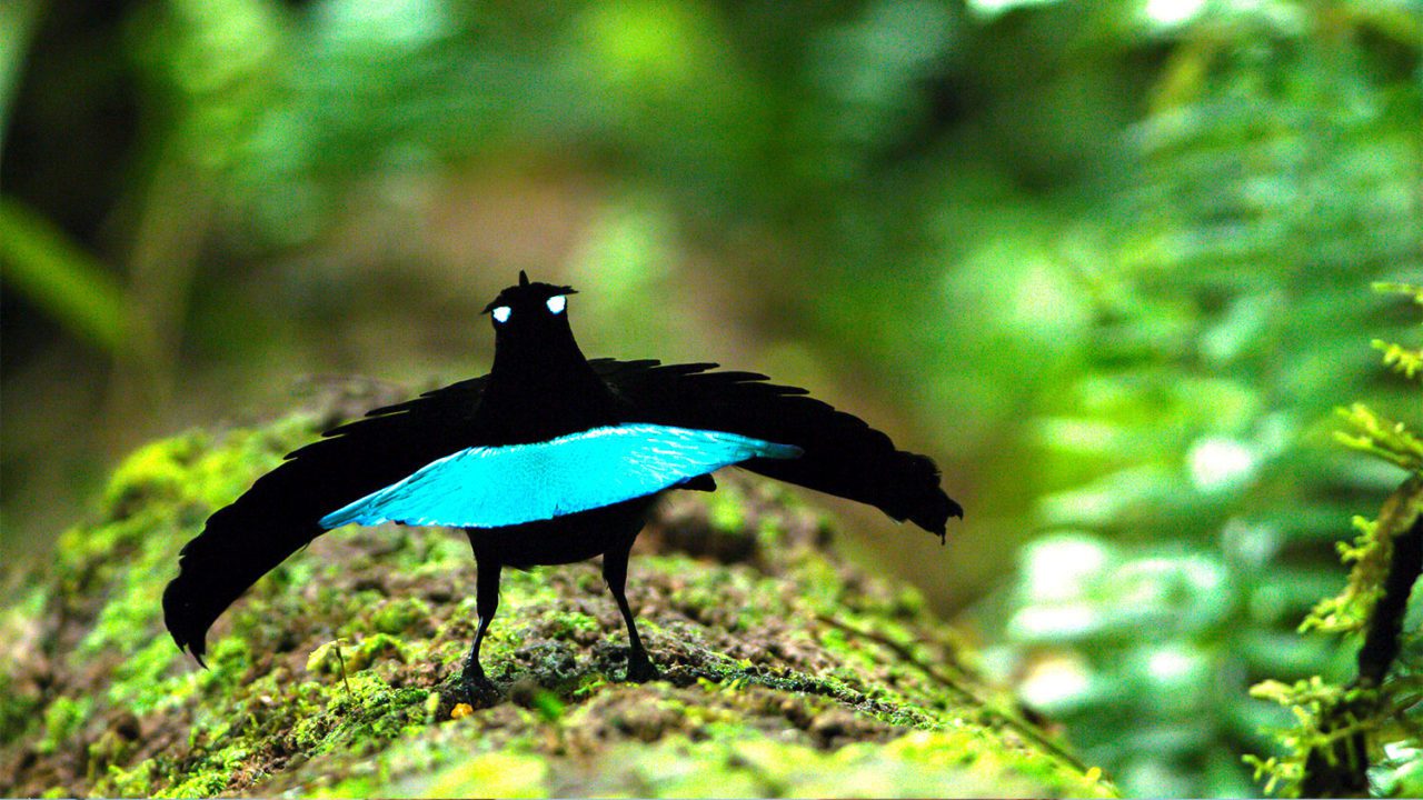 A Vogelkop Lophorina does its blue smiley-face display to attract a mate. Photo by Tim Laman.