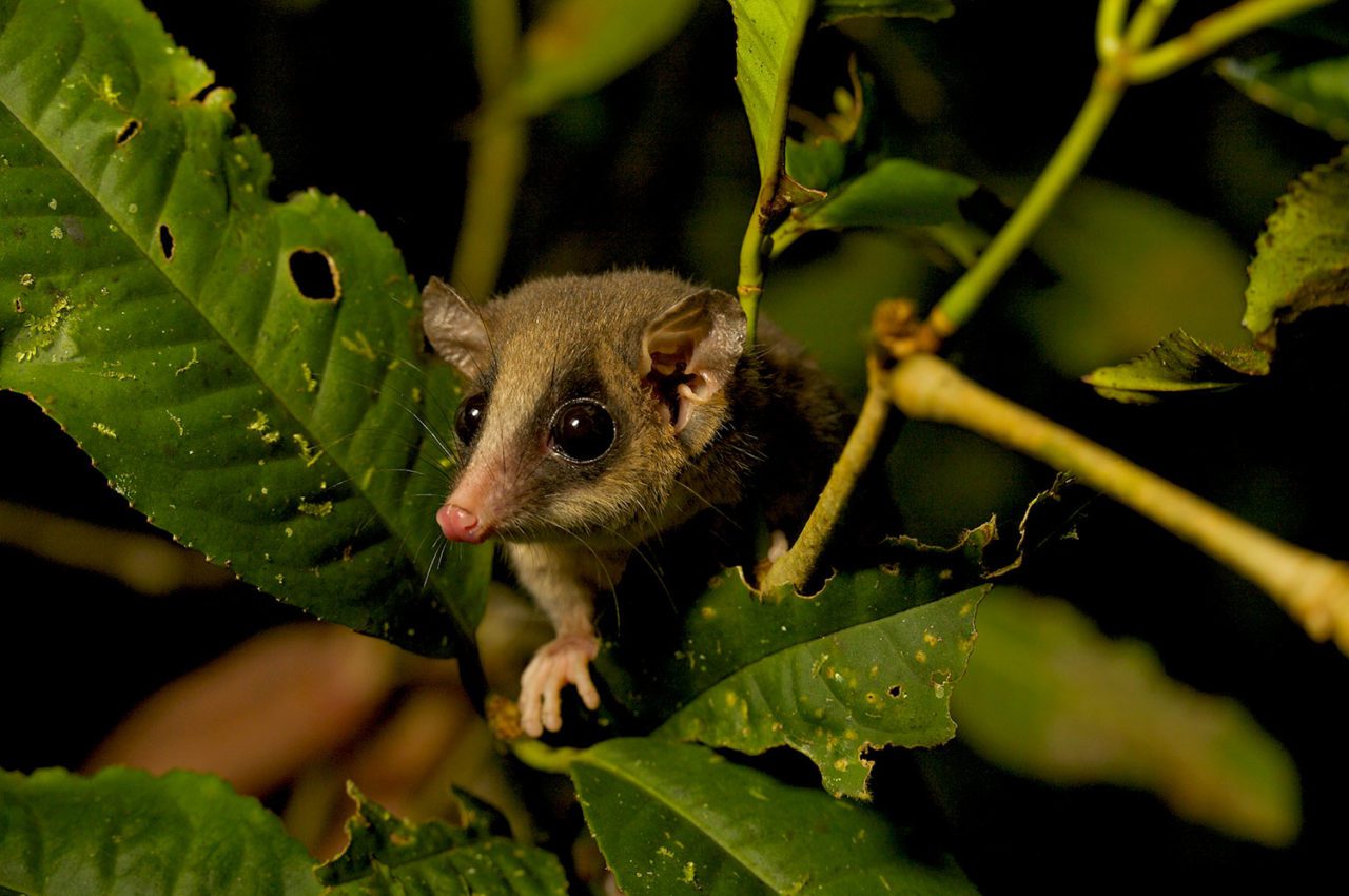 A Long-tailed Pygmy-Possum. Photo by Tim Laman.