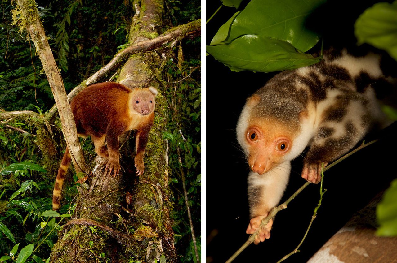 A Goodfellow’s Tree Kangaroo (left) and a Common Spotted Cuscus. Photo by Tim Laman.
