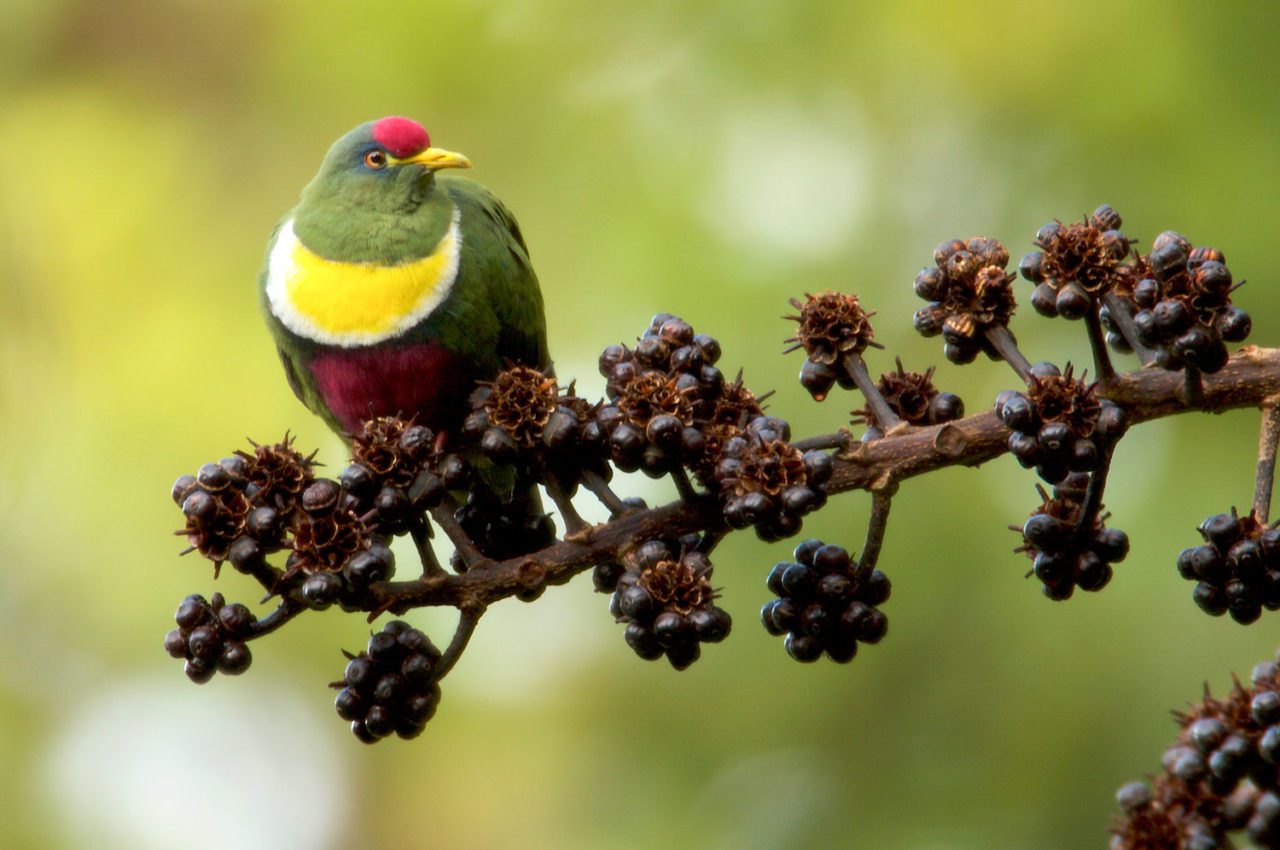 A White-breasted Fruit-Dove. Photo by Tim Laman.