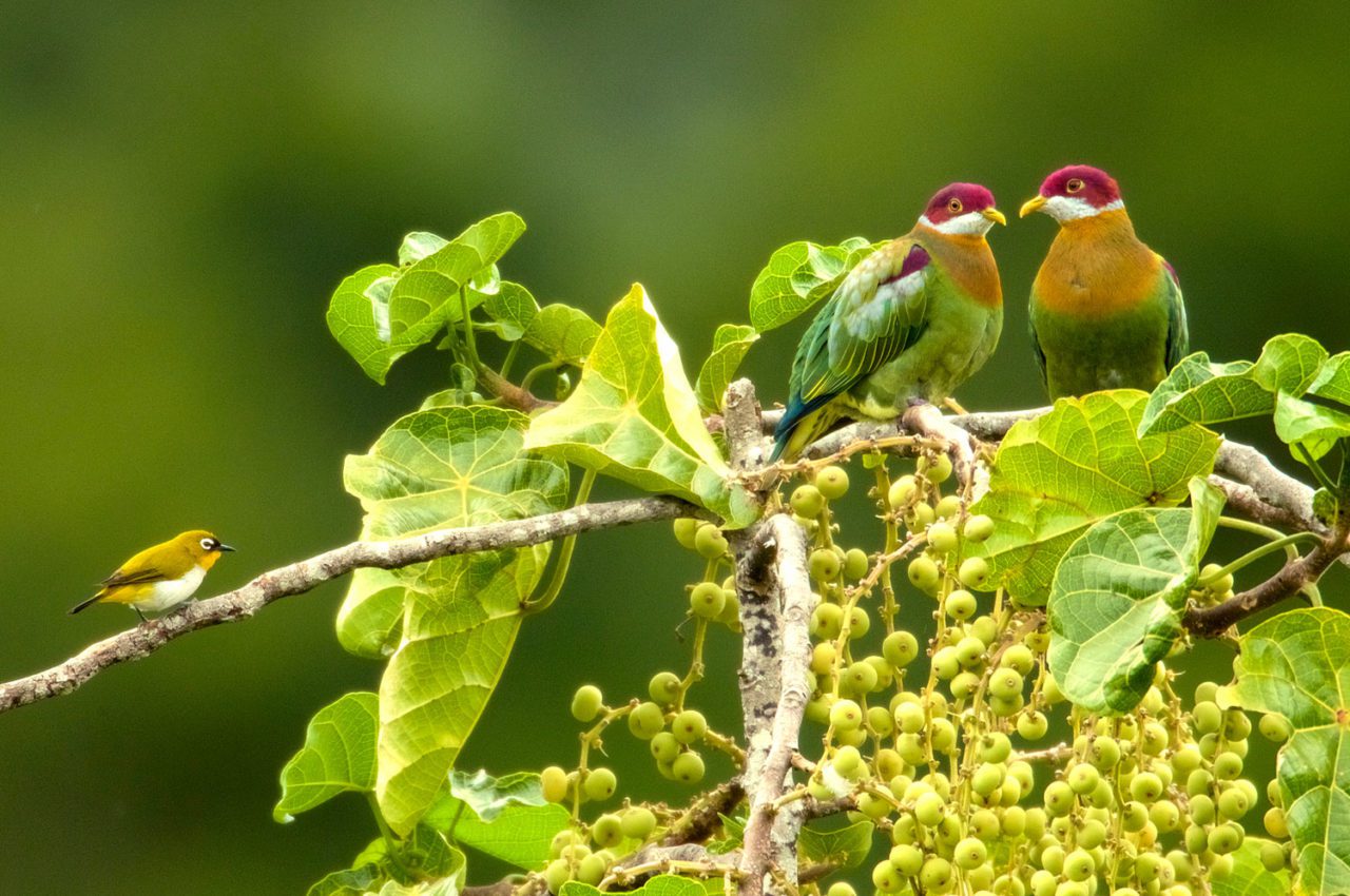 A Black-fronted White-eye (left), and Ornate Fruit-Doves. Photo by Tim Laman.
