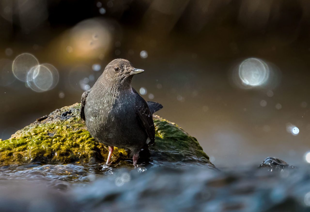American Dipper by Photo by Ross Bartholomew.