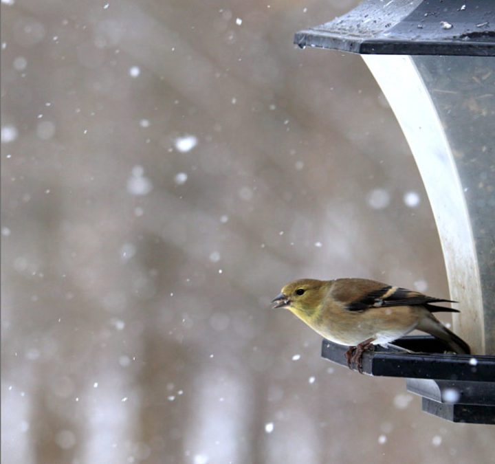 American Goldfinch by Mark Archibald