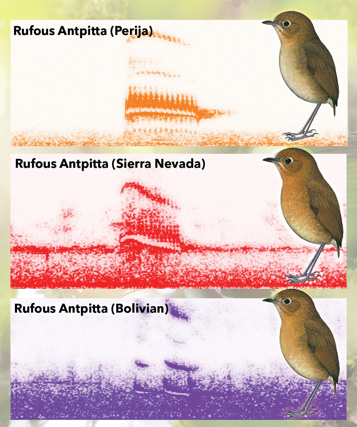The 16 varieties of Rufous Antpittas are virtually indistinguishable by sight, but each population has a distinct song. Spectrograms from Macaulay Library (from top): Kathi Borgmann, Paul Coopmans, Rose Ann Rowlett. Illustrations by Norman Arlott/Lynx Edicions.