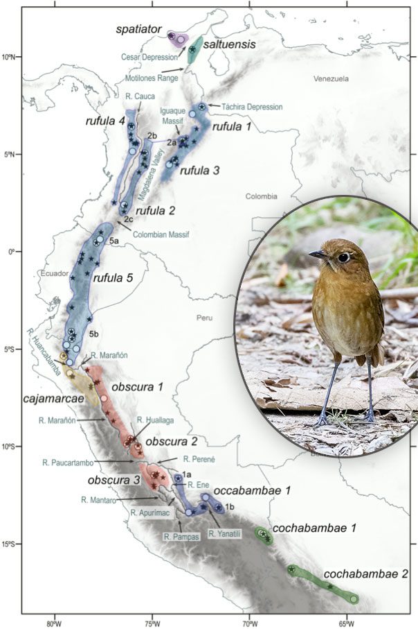 Rufous Antpittas occur in several different mountain ranges from Colombia to Bolivia. Prior to recent sound analysis and genetic work, they were all considered a single species. Rufous Antpitta (Sierra Nevada) by Cullen Hanks/Macaulay Library. Map source: “Conservative plumage masks extraordinary phylogenetic diversity in the Grallaria rufula (Rufous Antpitta) complex of the humid Andes.” The Auk. July 2020.