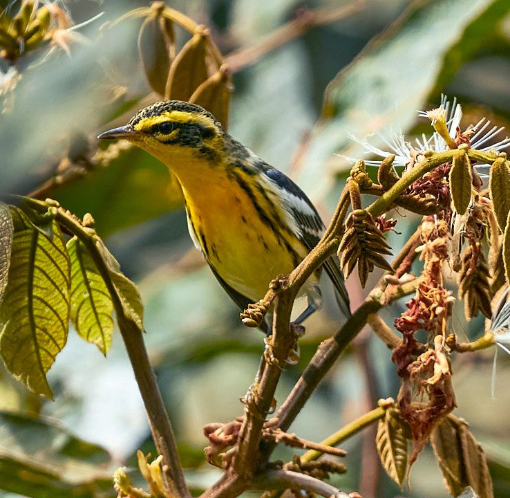 A Blackburnian Warbler seen on the farm pictures above during a Biodiversity Progress Index survey. Photo by José Castaño-Hernandez.