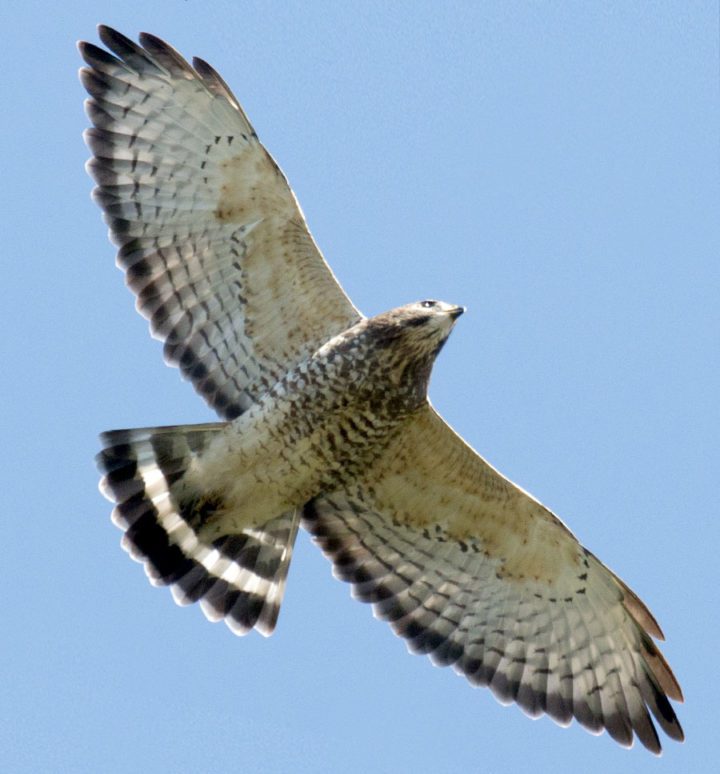 Broad-winged Hawk, adult plumage by Dan Brown/Macaulay Library