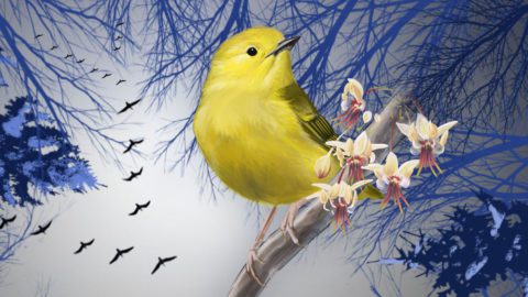 Yellow Warbler and winter woods--illustrations by Jillian Ditner.