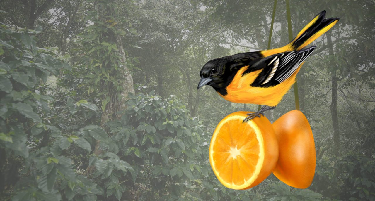 Baltimore Oriole by Jillian Ditner; Coffee plantation photo by Jeffrey Arguedas. Sources: K. Sparrow et al. “Conditions on the Mexican moulting grounds influence feather colour and carotenoids in Bullock’s Orioles.” Ecology and Evolution, April 2017.