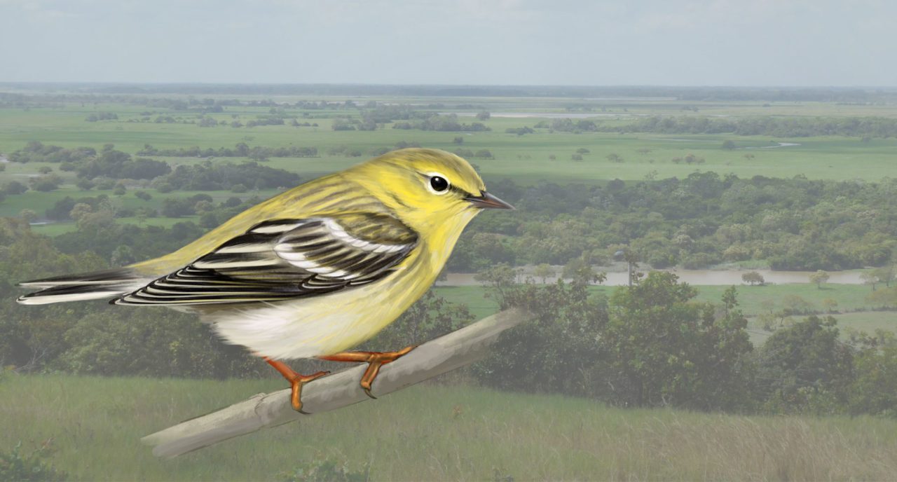 Blackpoll Warbler by Jillian Ditner; photo of Villavicencio by Nick Bayly. Sources: N. Bayly et al. “There’s no place like home.” Animal Behaviour, April 2020.; C. Gomez et al. “Migratory connectivity then and now." and Proceedings of the Royal Society B, in review.; “Discovery of a vital link in the marathon migration of the Blackpoll Warbler.” partnersinflight.org. Oct. 8, 2020.