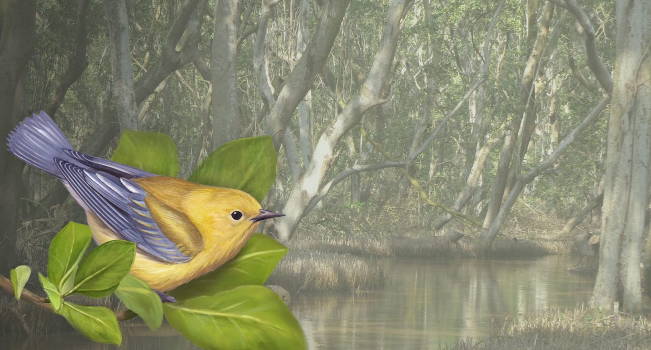 Prothonotary warbler by Jillian Ditner; Coastal black mangrove photo by Nick Bayly. Source: L. Bulluck et al. “Habitat-dependent occupancy and movement in a migrant songbird ... in Panama and Colombia.” Ecology and Evolution, Sept. 2019.