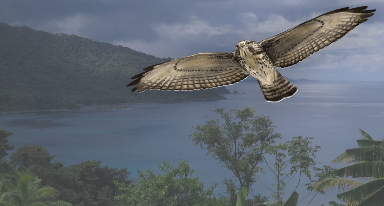 Broad-winged Hawk by Jillian Ditner; photo of Sapzurro by Nick Bayly. Sources: N. Bayly et al. “Migration of raptors ... through the Darien of Colombia.” Ornitologia Neotropical, 2014.