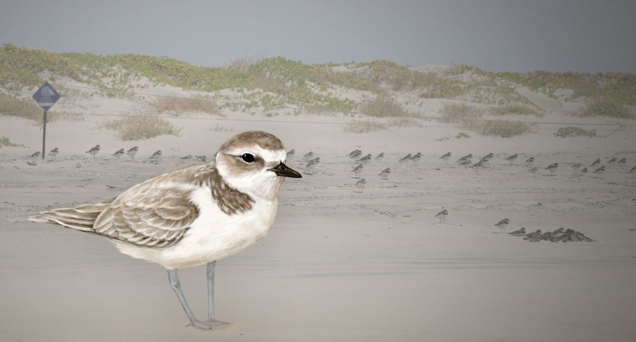 Snowy Plover by Jillian Ditner; photo of shorebird habitat by Osvel Hinojosa-Huerta.