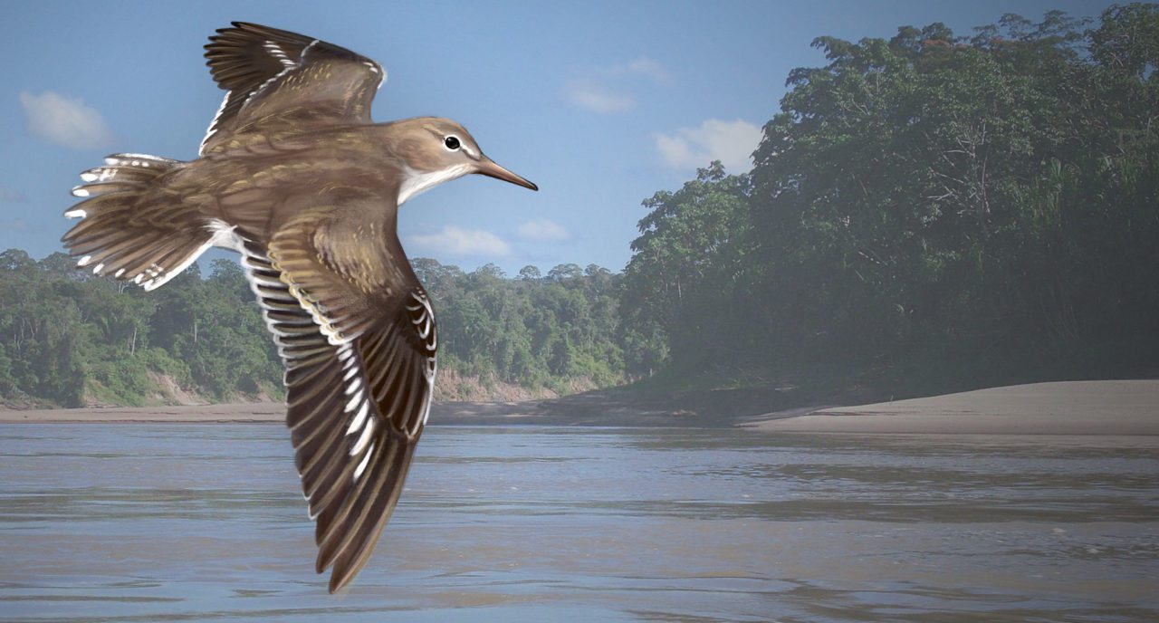 Spotted Sandpiper by Jillian Ditner; photo of Amazon River by Ken Rosenberg.