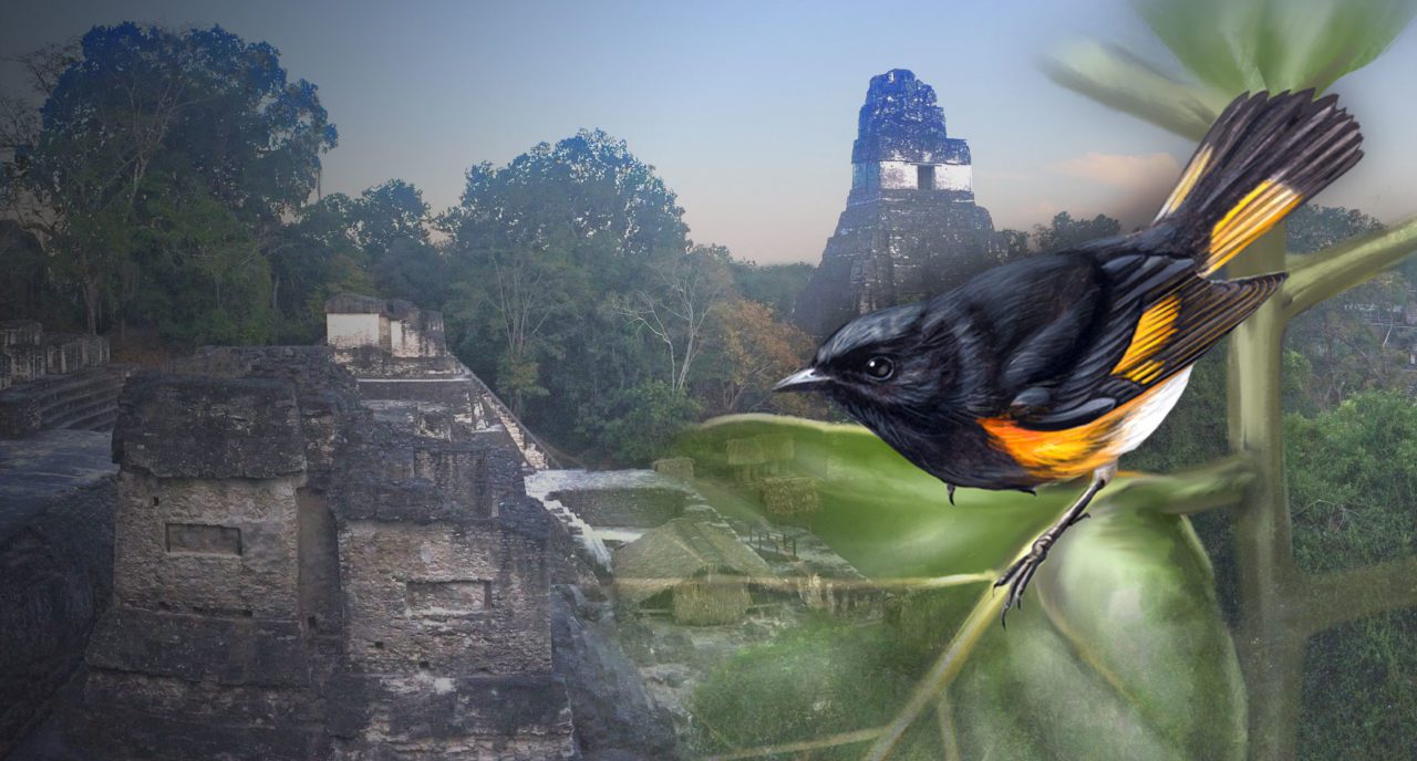 American Redstart by Jillian Ditner; Mayan biosphere photo by Viviana Ruiz Gutierrez.