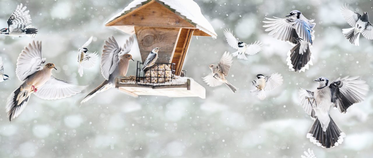 Photos and composite image of birds visiting a feeder in Trenton Falls, N.Y., by Pamela Karaz.